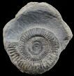 Dactylioceras Ammonite Stand Up - England #68144-1